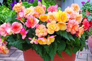 Sadnja ljetnog i jesenskog cvijeća