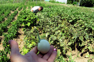 Zebrina sa Kariba raste pored Morave