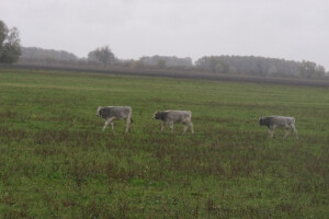 Slavonsko-srijemski podolac