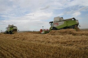 Belje - žetva pšenice 2011.
