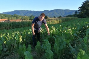Uzgoj hrena na OPG Bencek Filip