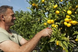 Mandarine u Neretvi
