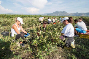 Ovogodišnja berba aronije na plantaži OPG Jelčić u Neretvi
