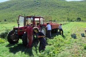 Eko proizvodi OPG Plazibat - sve više traženi na tržištu