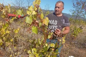 Berba grožđa u Timočkoj Krajini