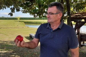 Hrvatska voćarska zajednica o početku berbe jabuka