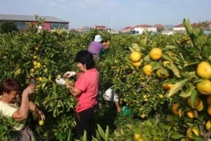 Berba mandarina u Neretvanskoj dolini