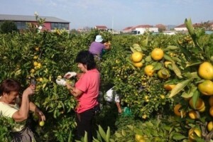 Berba mandarina u Neretvanskoj dolini