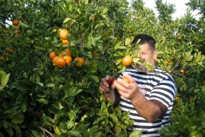Kako prodati 80.000 tona mandarina?