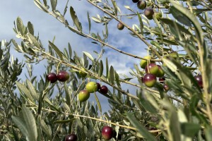 Berba maslina u Lunu