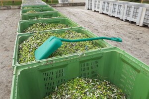 Berba u masliniku Agrolagune