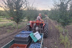 Berba šljive kod Dalibora Cvetkovića iz Jakovca