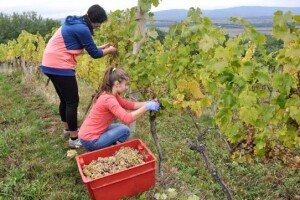 Učenici, ravnatelji i župan u berbi grožđa