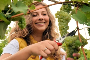 Započela berba grožđa u vinogradima Feravina