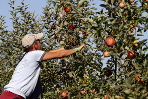 Berba jabuke Gala u voćnjaku Stipe Dumančića