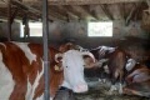 Krave na gazdinstvu Miodraga Mitića