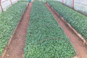 Goran Duka: Poljoprivrednici nemaju nikakve garancije za svoj rad i to je najveći problem