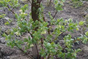 OPG Cetinić Frankos