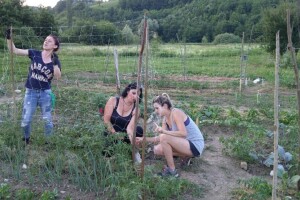 Kako su građani od zapuštenog gradskog zemljišta napravili baštu prepunu povrća uzgojenog na bio način