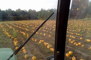 Bundevina ulja OPG Biber