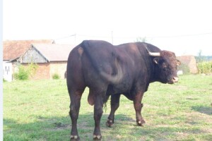 Salersi na paši, mliječne krave u štali, kokice u dvorištu - svakodnevica Perčecovih