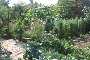 Kako kopriva i beli luk mogu pomoći u bio bašti?!