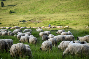 Dinara se vraća u život