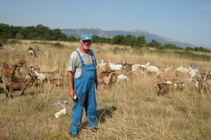 Kozarstvo u dalmatinskom zaobalju