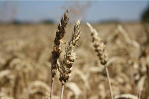 Suncokret polegao, oštećena zrna pšenice...