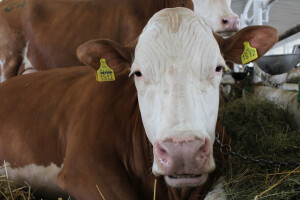 Državna stočarska izložba u Gudovcu
