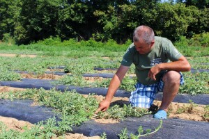 Tuča poharala kukuruz i lubenice Željka Šimića iz Bjeliševca