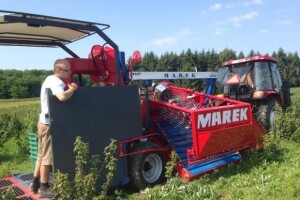 Prva strojna berba nasada bobičastoga voća