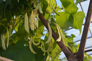 Divovske mahune u Bjelovaru