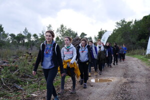 Boranka: U dva dana posadili 10.000 stabala primorskog bora