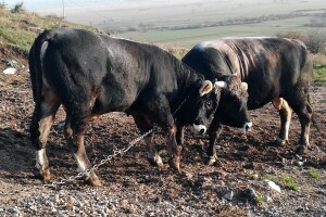 Bikovi porodice Lučić