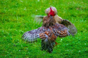 RuralFoto TOP 10 #Životinje