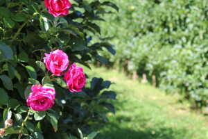 Gruža agrar, voćnjaci i hladnjača