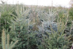 Što je dobro znati o božićnim drvcima?