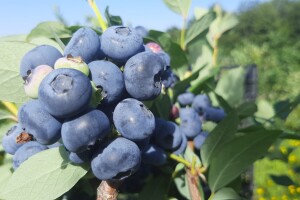 Berba borovnica na Rudniku