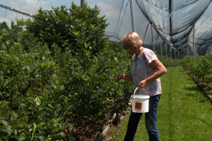 Nasadi borovnice u selu Kakmuž