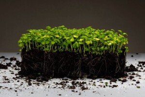 Jana proizvodi mikrobilje i klice u centru grada