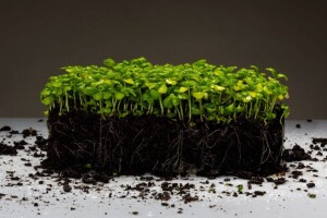 Beograđanka proizvodi mikrobilje u centru grada