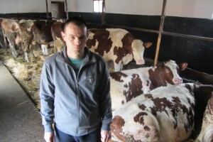 Stočari u Botošu ostali bez pašnjaka