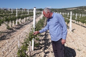 Posljedice tuče na stankovačkom i benkovačkom području - uništen vinograd Bože Bačića