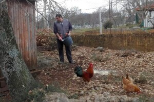 Branimir Strizrep, uzgajivač koka hrvatica