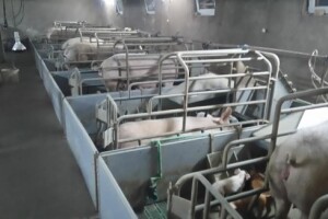 OPG Branko Ničivojević