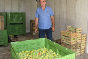 Iz politike u rekordnu proizvodnju voća