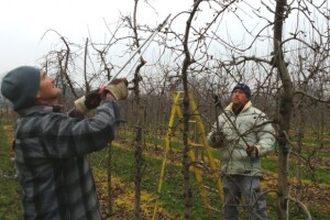 Rezidba u jabučnjaku Branković