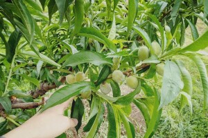 Proređivanje breskve