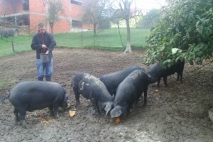 OPG Brkić Nova Kapela